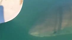 Terrifying shark encounter in SA waters