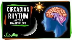 Circadian Rhythm and Your Brain's Clock