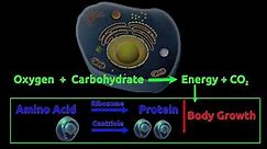 How does our body Produce Energy and Grow?
