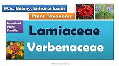 Lamiaceae & Verbenaceae | M.Sc. Botany Entrance | Angiosperm Families | Important Notes