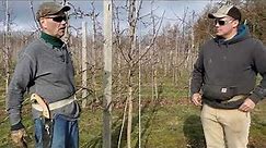 Apple Tree Pruning Workshop Part I: Dwarf Honeycrisp and Gala
