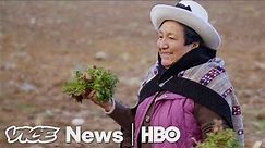 Maca Plant Pirates in Peru (HBO)