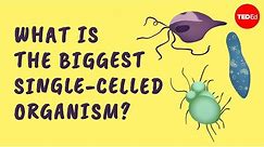 What is the biggest single-celled organism? - Murry Gans