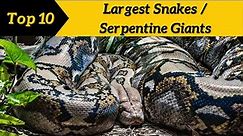 Top 10 Largest Snakes in the World | Serpentine Giants @Top10Discoverist
