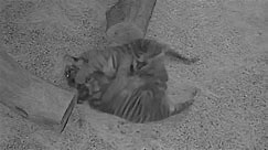 WATCH: Tiger cubs at Nashville Zoo caught wrestling overnight