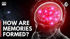 How Are Memories Created & Stored? Brain Anatomy Explained