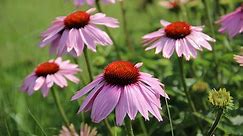 How to Plant and Grow Coneflower