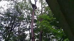 Concerned Man Begs Black Bear To Stop Climbing