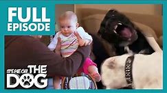 The Fighting Bulldog Sisters Attack Baby😱 | Full Episode | It's Me or The Dog