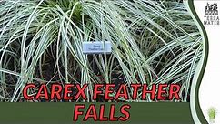 CAREX FEATHER FALLS (Carex comans) | Ornamental Grass Beauty for Your Landscape