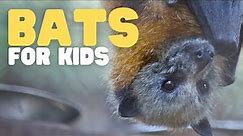 Bats for Kids | Learn cool facts about bats