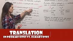 Translation in Prokaryotes vs. Eukaryotes