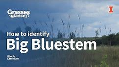 How to Identify Big Bluestem - Grasses at a Glance