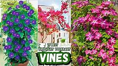 17 Beautiful Climbing Plants | Best Drought-Tolerant Vines | Low Maintanance Vines