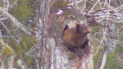 Black bear's hibernation is webcam hit