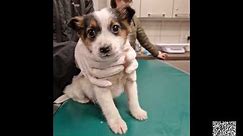 Psy do adopcji, województwo lubuskie, 26.02.2024 - 03.03.2024