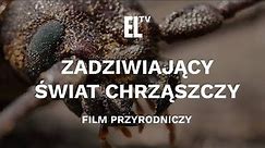 Zadziwiający świat chrząszczy - film przyrodniczy