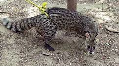 Interesting facts about civet cat by weird square