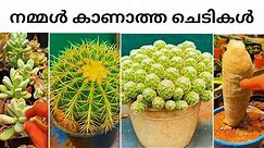 Amazing Collection Plants Kerala