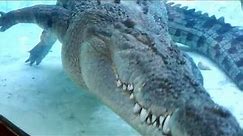 16 ft Saltwater Crocodile --- St Augustine alligator farm