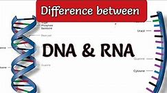 Difference between DNA and RNA |DNA vs RNA| #dna #rna #viralvideo #biology #zoology