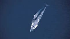11 Facts About Blue Whales, the Largest Animals Ever on Earth