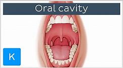 Overview of the Oral Cavity (preview) - Human Anatomy | Kenhub