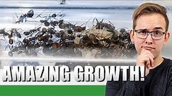 CRAZY GROWTH | Camponotus Nicobarensis Update #2 - Ant Holleufer