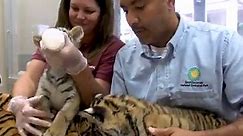 Tiger Cub Arrives From National Zoo