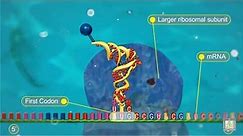 Protein Synthesis - animated