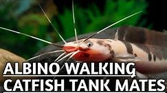 Walking catfish tank mates | Walking catfish | Clarias Catfish tank mates .