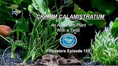CRINUM CALAMISTRATUM An Aquarium Plant with a Twist- Fincasters Episode 120