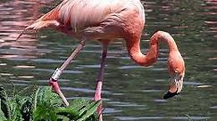 Flamingo Fun Facts for Kids (All You Need to Know!)