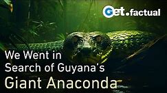 How we found a Giant Anaconda in Guyana | Wildlife Documentary