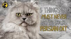 5 Things You Must Never Do to Your Persian Cat