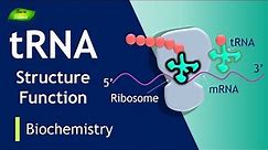 tRNA | tRNA Charging | tRNA Function | BIOCHEM I PART-7 | Protein Synthesis| Basic Science Series