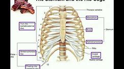 Anatomy | The Sternum, Rib Cage, & Vertebrae