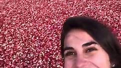 How Cranberries Go From The Farm To Your Table
