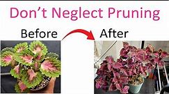 The Art of Coleus Pruning: Mastering the Technique for Gorgeous Plants