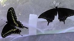 How To Tell Male and Female Black Swallowtail Butterflies Apart