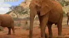 Wild African elephant with attitute - BBC wildlife
