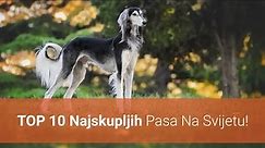 🐕 Najskuplji Psi – Top 10 Najskupljih Pasmina Pasa Na Svijetu!