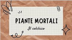 COLCHICO PIANTA MORTALE - Colchicum autumnale