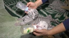 Rare white Bengal tiger cubs