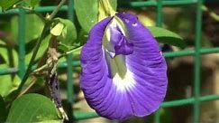 Clitoria ternatea | butterfly pea