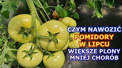 Czym Nawozić Pomidory w Lipcu, aby DOBRZE PLONOWAŁY. Nawożenie Pomidorów Latem. Jak nawozić Pomidory