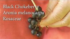 What fruit has the highest antioxidants on the planet? Meet Aronia Melanocarpa aka Black Chokeberry