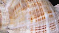 500 Years Under the Sea: The Quahog Clam #ocean #sea #nature #marine #animals #evolution #antiaging
