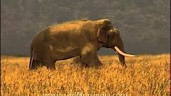 Majestically large Indian elephant male tusker!