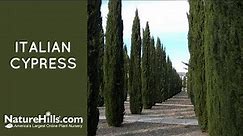 Italian Cypress | Naturehills.com